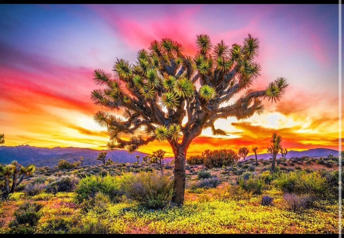 Desert Dreamer Yucca Valley Exterior photo
